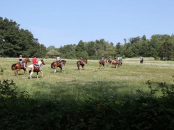 Camping Horse in Piemonte